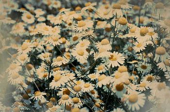 Feld mit Gänseblümchen
