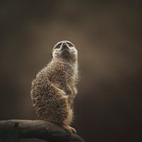 Meerkat