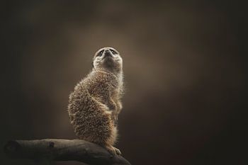 Meerkat