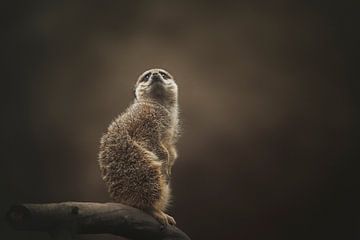 Meerkat by Tamara Nederkoorn