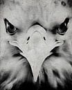 Porträt eines Adlers von Jan Keteleer Miniaturansicht