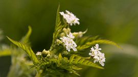 Velvet weed by Ankie Kooi