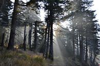 Forêt d'épicéas au pied du Brocken, dans le parc national du Harz. par Heiko Kueverling Aperçu