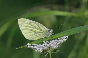 Vlinder von t de bruin