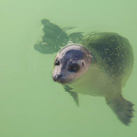 baby-zeehondjes von ad vermeulen