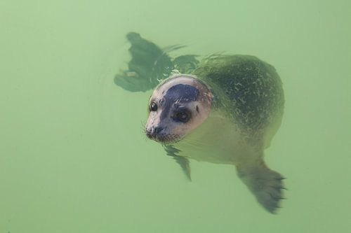 baby-zeehondjes van ad vermeulen