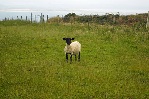Sheep on Inishowen , the largest peninsula of Ireland