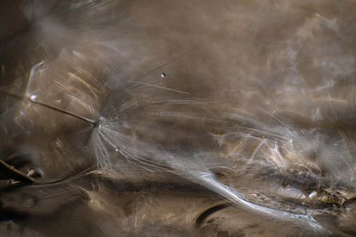 Paardenbloem Pluisje in Warme Bruine Kleuren
