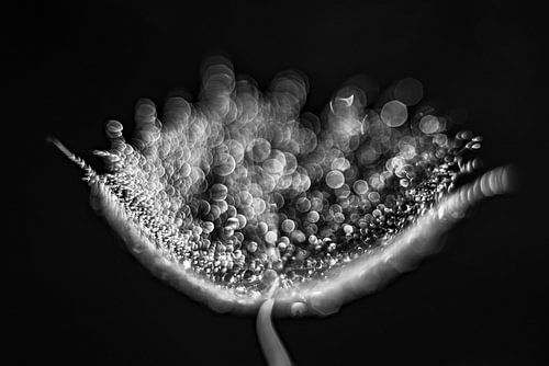 Water droplets on a lint by Bert Nijholt