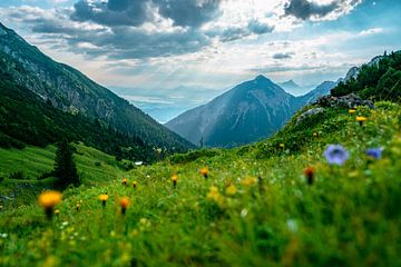 Blumenwiese über dem Ostallgäu und seinen Seen von Leo Schindzielorz