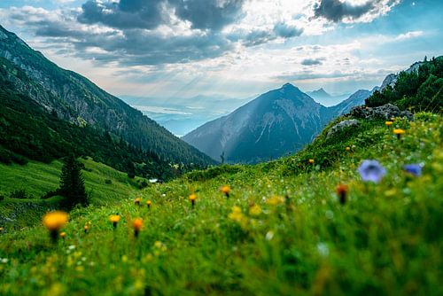 Bloemenweide boven de Ostallgäu en zijn meren
