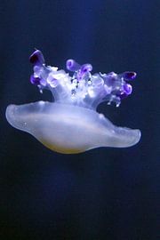 Dalende kwal by Anneke Kooiker