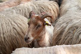 Porträt eines geschorenen Drents Heidschnucken 1 von Jaap Tanis