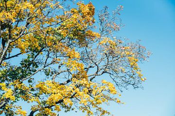 Herbstlaub am Baum von Patrycja Polechonska