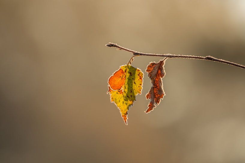 Berijpte balderen in het goudenlicht van de opkomende zon van John van de Gazelle fotografie