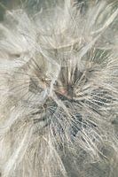 Meadow Salsify