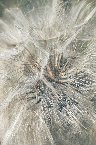 Wiesenbocksbart blau/silber