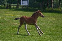 veulentje in gallop 2