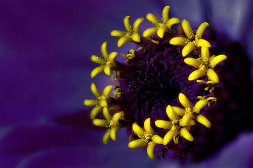 Bloem in bloem Flower art