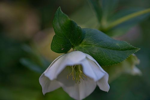 Helleborus