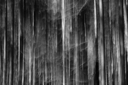 Der Wald in Bewegung