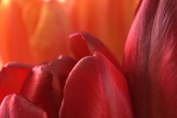 Tulpen intiem afgebeeld 1 van Jaap Tanis