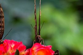 A butterfly amongst colourful flowers by MaartenCPhotos