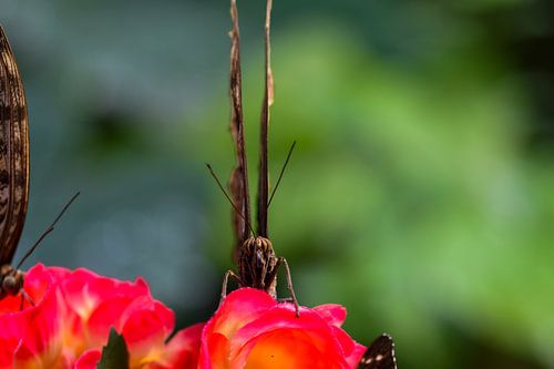 Vlinder tussen kleurrijke bloemen