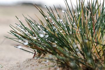 Perlen aus Wasser von Sharon Hendriks