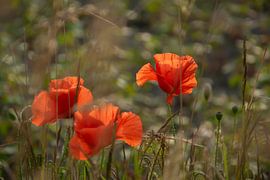 Dancing poppies in the soft evening light by Kimfaesdesign