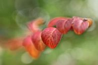 Les dernières feuilles par LHJB Photography Aperçu