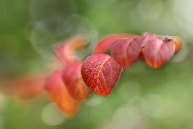 The last leaves by LHJB Photography