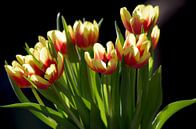 Tulpenstrauß vor dunklen Hintergrund von cuhle-fotos Miniaturansicht