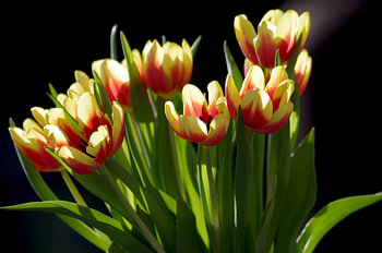 Bouquet of tulips against a dark background