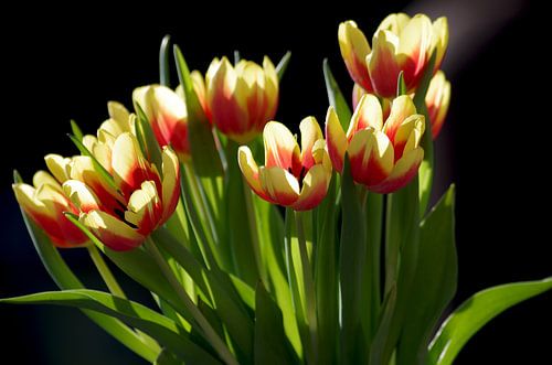 Boeket tulpen tegen een donkere achtergrond
