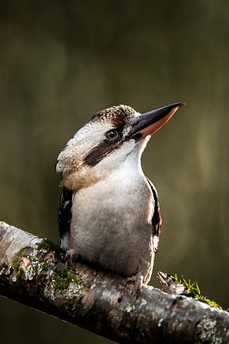 kookaburra