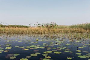 Okavango-delta is een van de zeven natuurlijke wonderen van Afrika, Botswana.