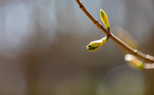 Ontluikende knoppen in het ochtendlicht