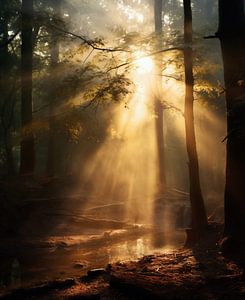 Morgenlicht im Herbstwald