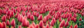 Early Morning Tulips Red Panorama sur Alex Hiemstra