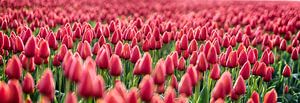 Early Morning Tulips Red Panorama von Alex Hiemstra