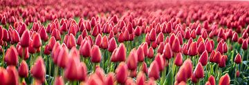 Early Morning Tulips Red Panorama by Alex Hiemstra