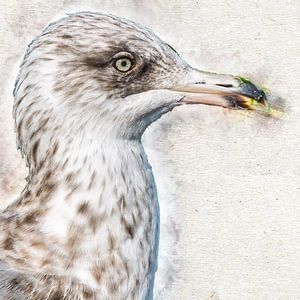Goéland argenté en 2ème plumage d'été