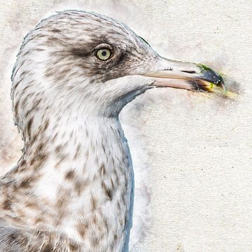 Herring gull in 2nd summer plumage by Art by Jeronimo