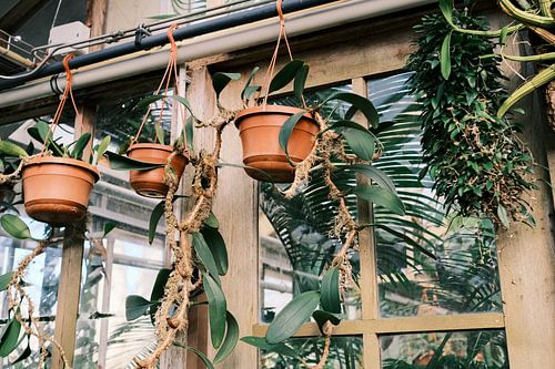 hangende planten in de botanische tuinkas