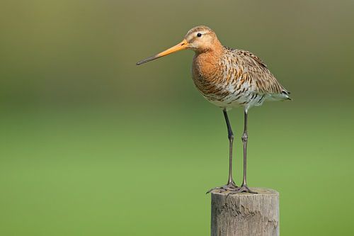 Grutto op paal in de polder