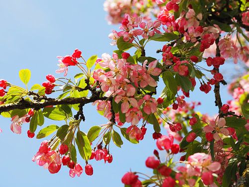 Blüte mit strahlend blauem Himmel
