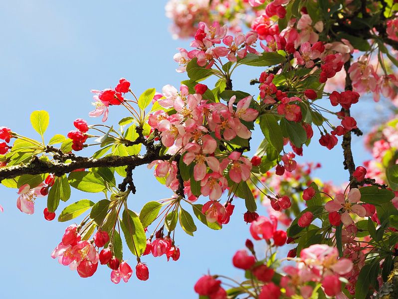 Blossom with bright blue sky by Marjon Woudboer