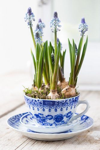 Blauw druifje in kop en schotel