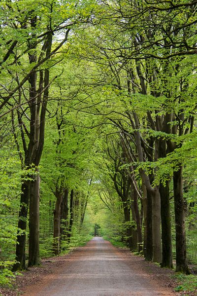 Nijreesbos Almelo par Lambertus van der Vegt